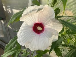 Hibiskus moscheutos winterhart