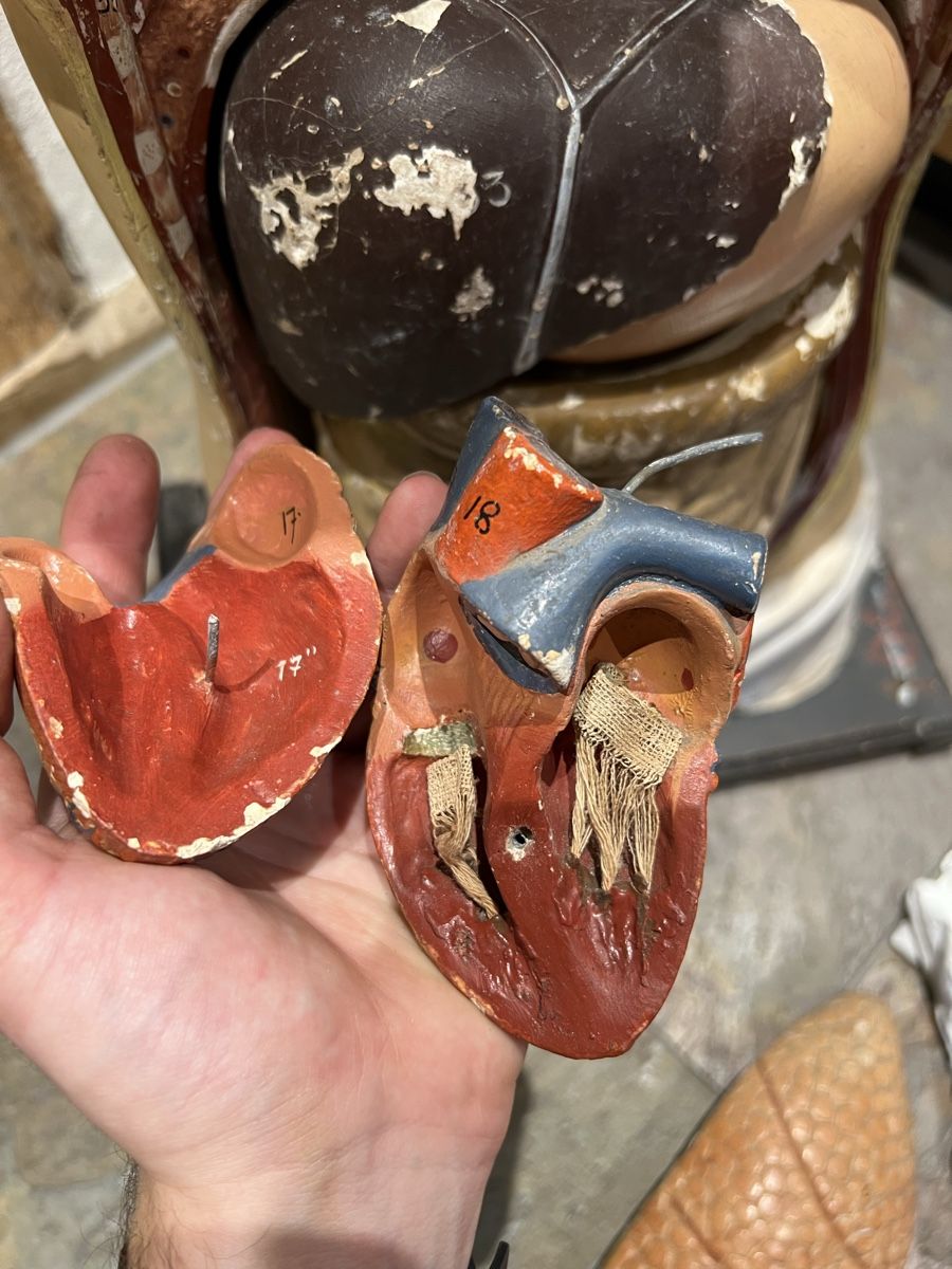 Kit di modellismo & Modellini statici: Anatomie Modell Mensch Körper Lehrmodell Schul Schnittmodell – Usato da Theilingen venduto da ovi123 5