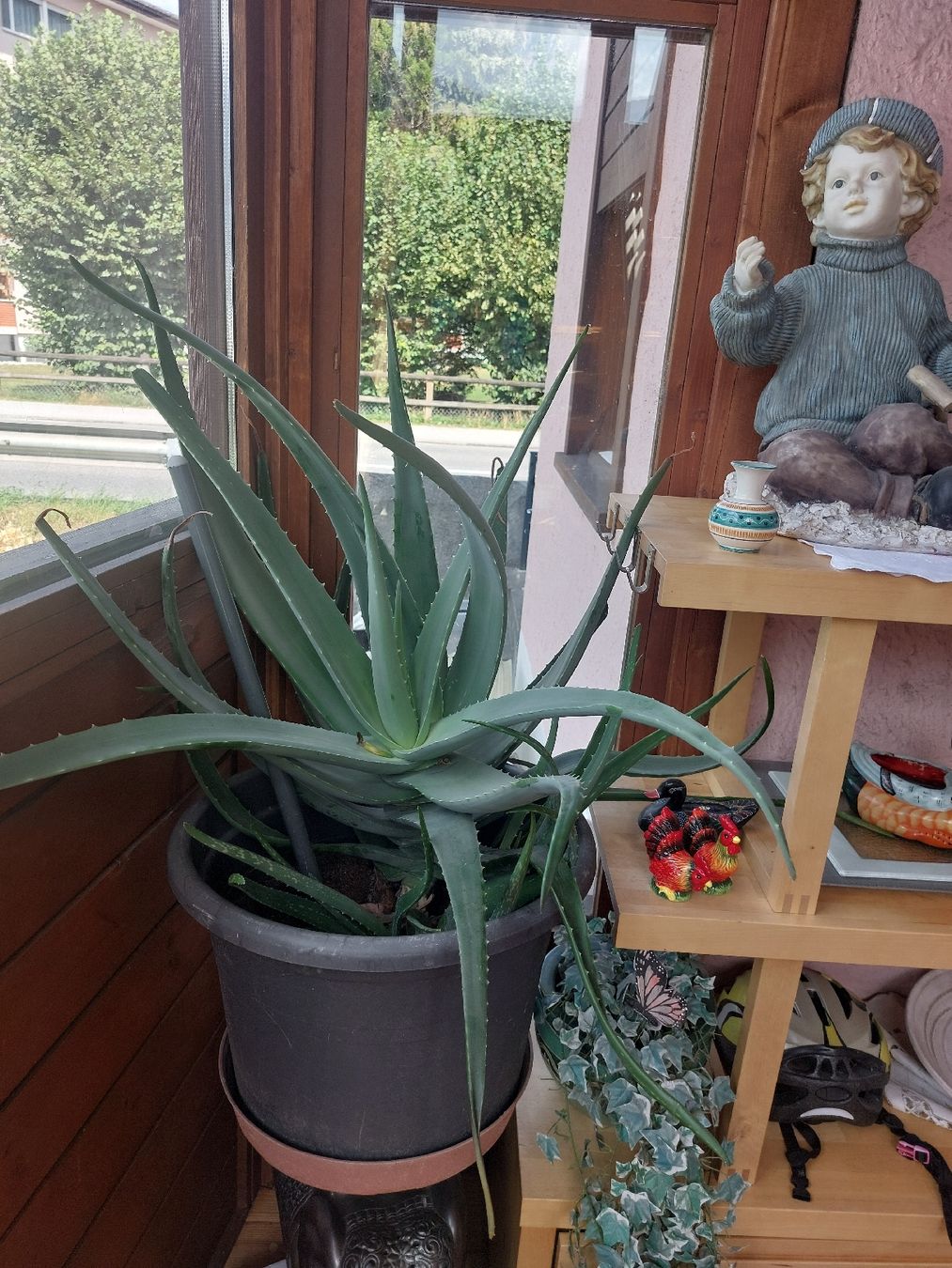 Piante & sementi: Riesen grosse Aloe Vera – Usato da Landquart venduto da Cedes