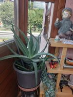 Riesen grosse Aloe Vera