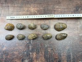 10 schöne Muschel Fossilien gut erhaltene Sammlung