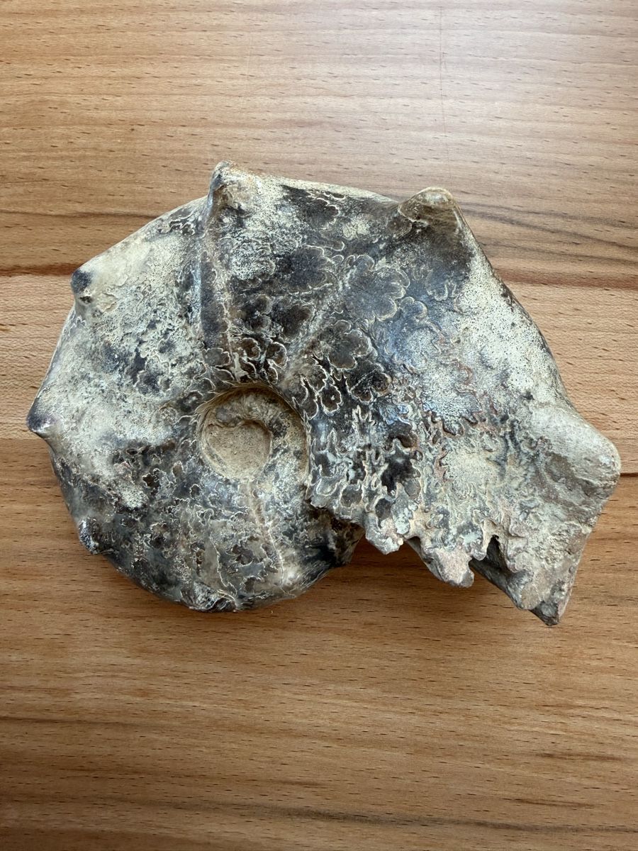 Fossili: Versteinerter Ammonit – Usato da Grenchen venduto da Bastet007