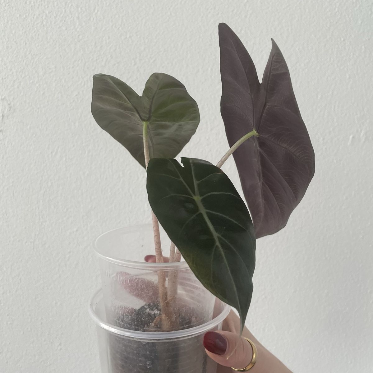 Piante & sementi: Alocasia Pink Dragon – Usato da Suhr venduto da Planted.by.two 2