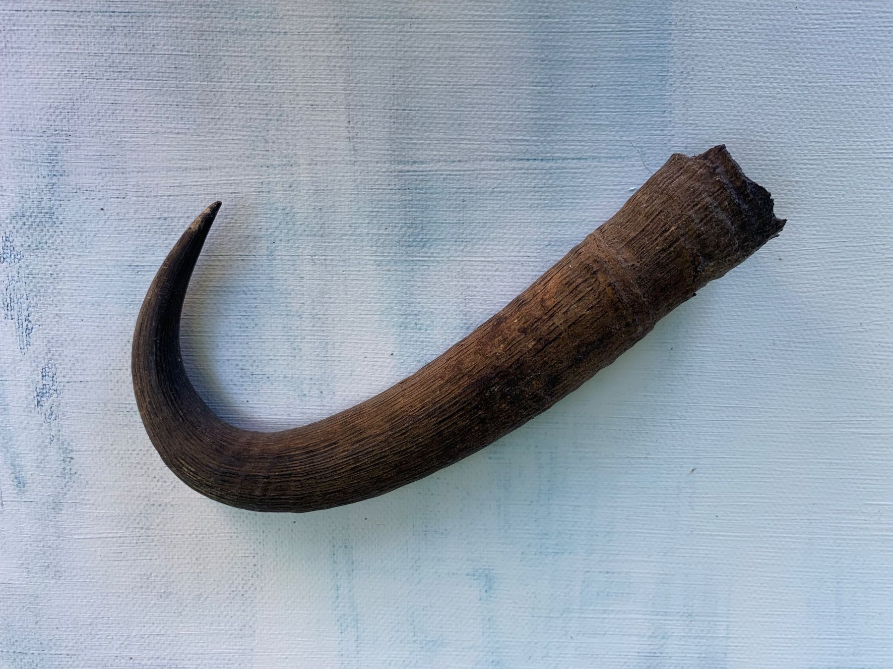 Tutte le decorazioni: Gemshorn Gamshorn Horn Gemse Gemsbock – Usato da Vinelz venduto da Ricardo-Jo