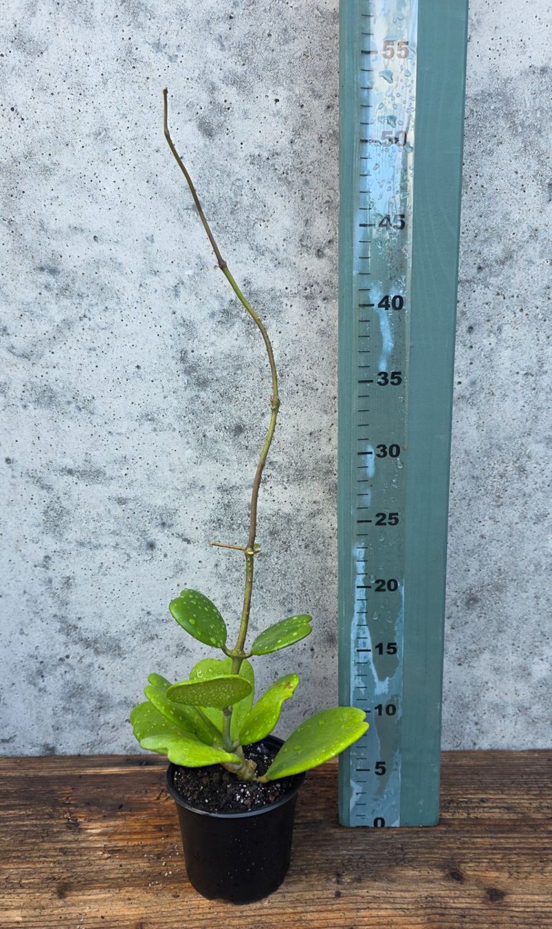 Piante & sementi: Hoya Kerrii – Nuovo (secondo la descrizione) da St.Erhard venduto da Plumilandschweiz 3