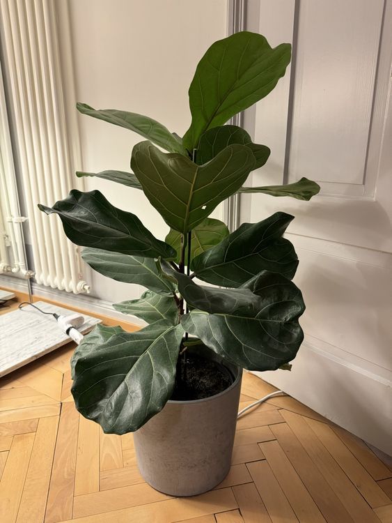 Ficus Lyrata / Geigenfeige Kaufen auf Ricardo