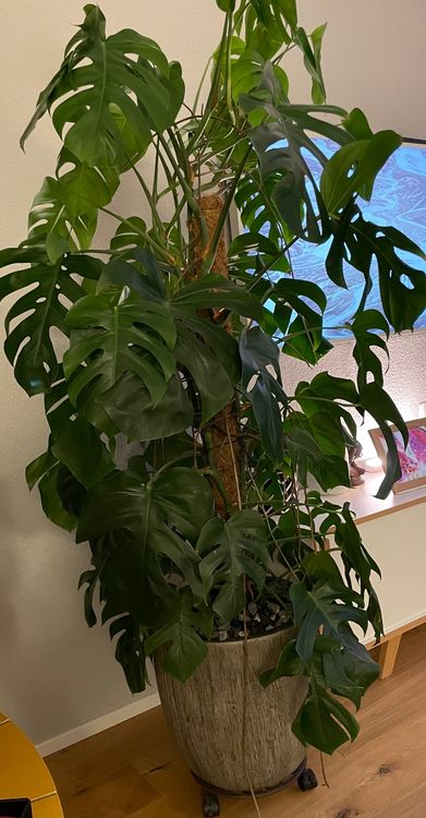 Pflanze Monstera inkl. Hydrokultur Kaufen auf Ricardo