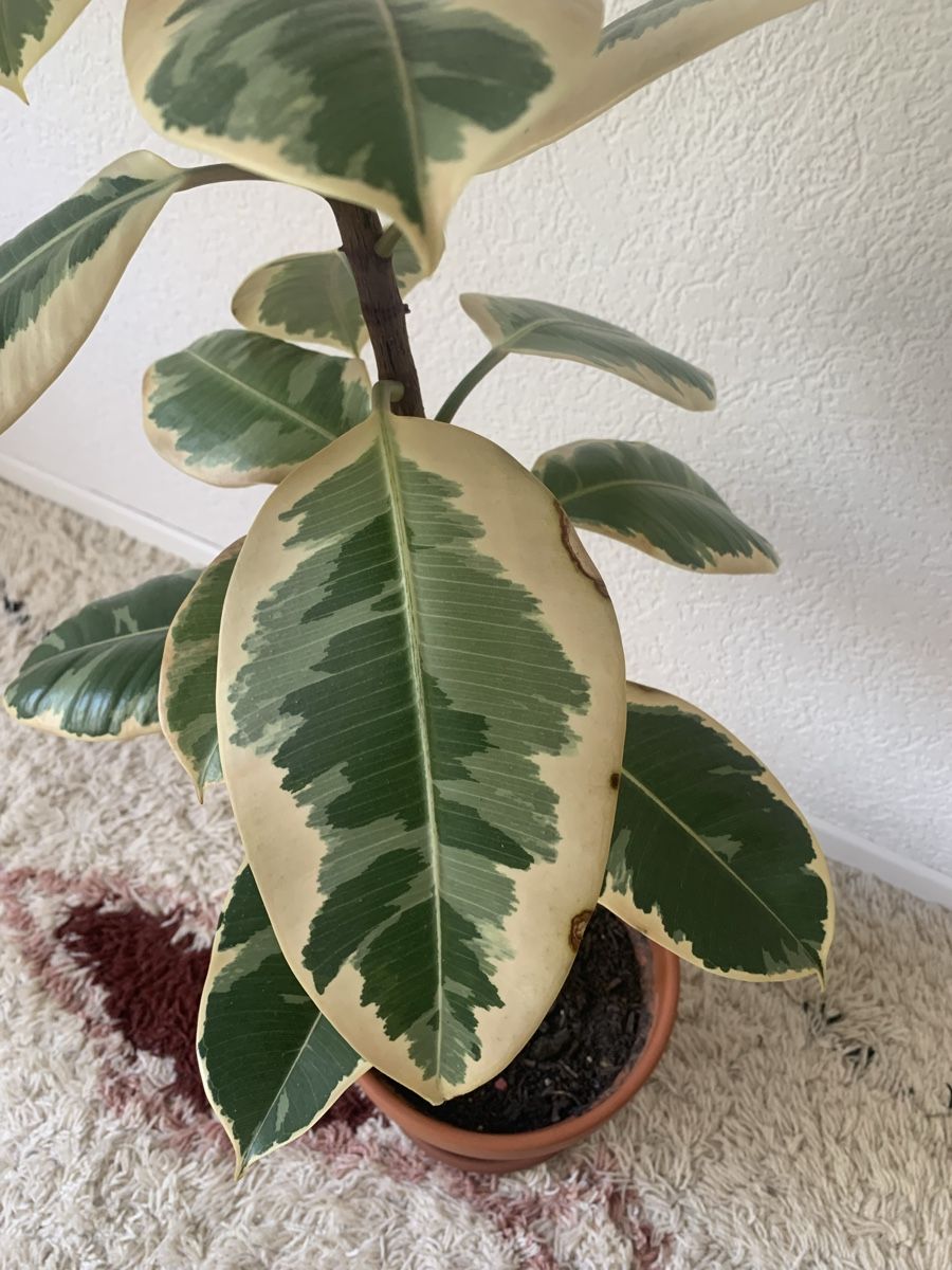 Piante & sementi: Ficus Elastica – Usato da Liebefeld venduto da mil_86qp 2