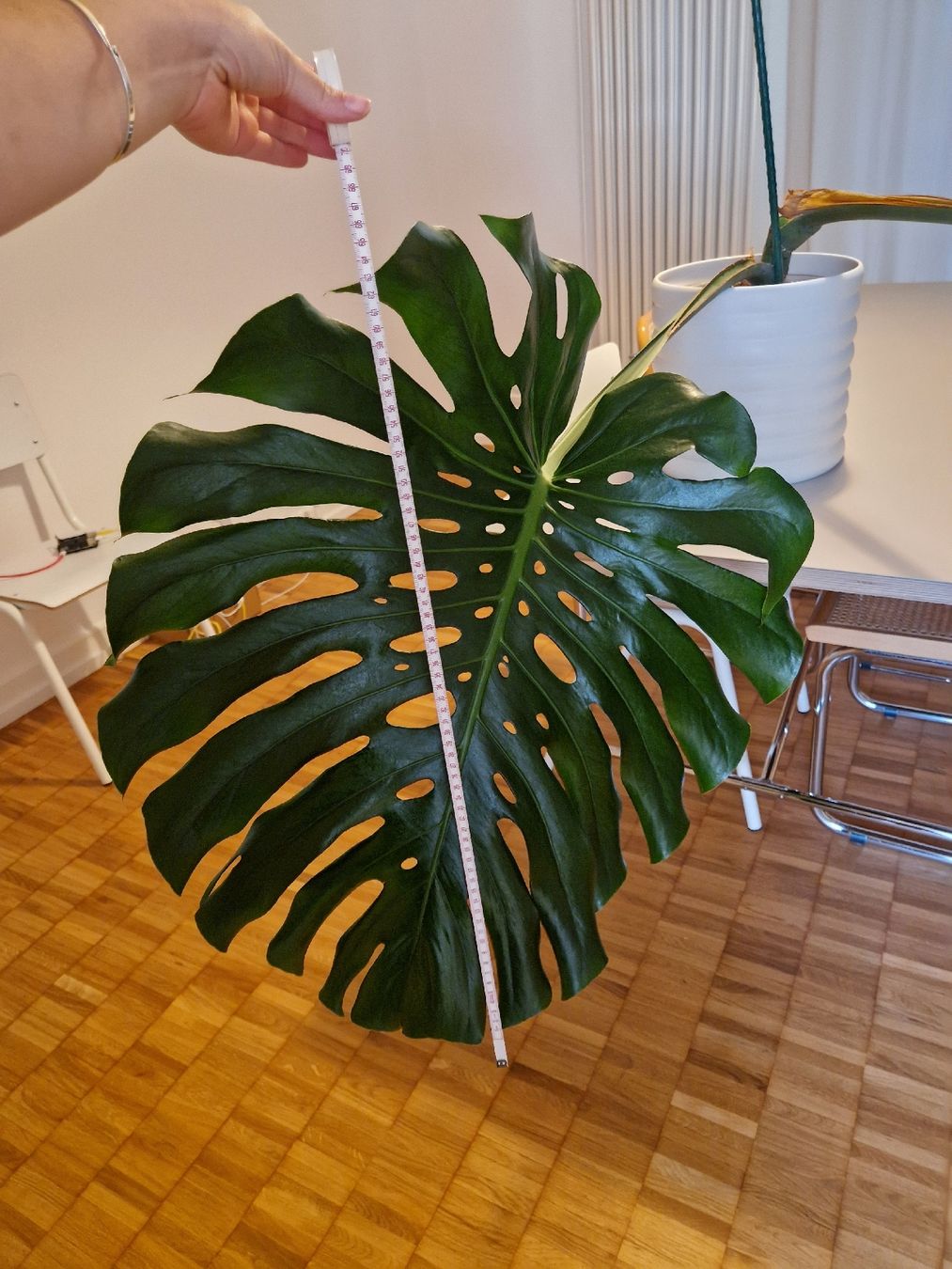 Pflanzen & Samen: Monstera Deliciosa Pflanze Large Form – Gebraucht aus Basel von Musawida 5