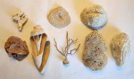 Konvolut Korallen Muscheln Versteinerung Deko Natur 8-tlg.