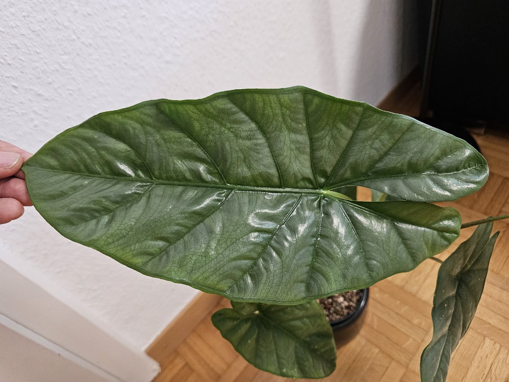 Plantes & graines: Alocasia Corazon – Neuf (Voir description) à Utzenstorf par Dac_mk 1