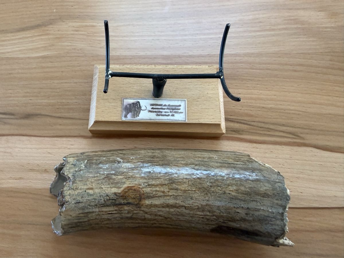 Fossili: Mammut-Stosszahn – Usato da Grenchen venduto da Bastet007 1