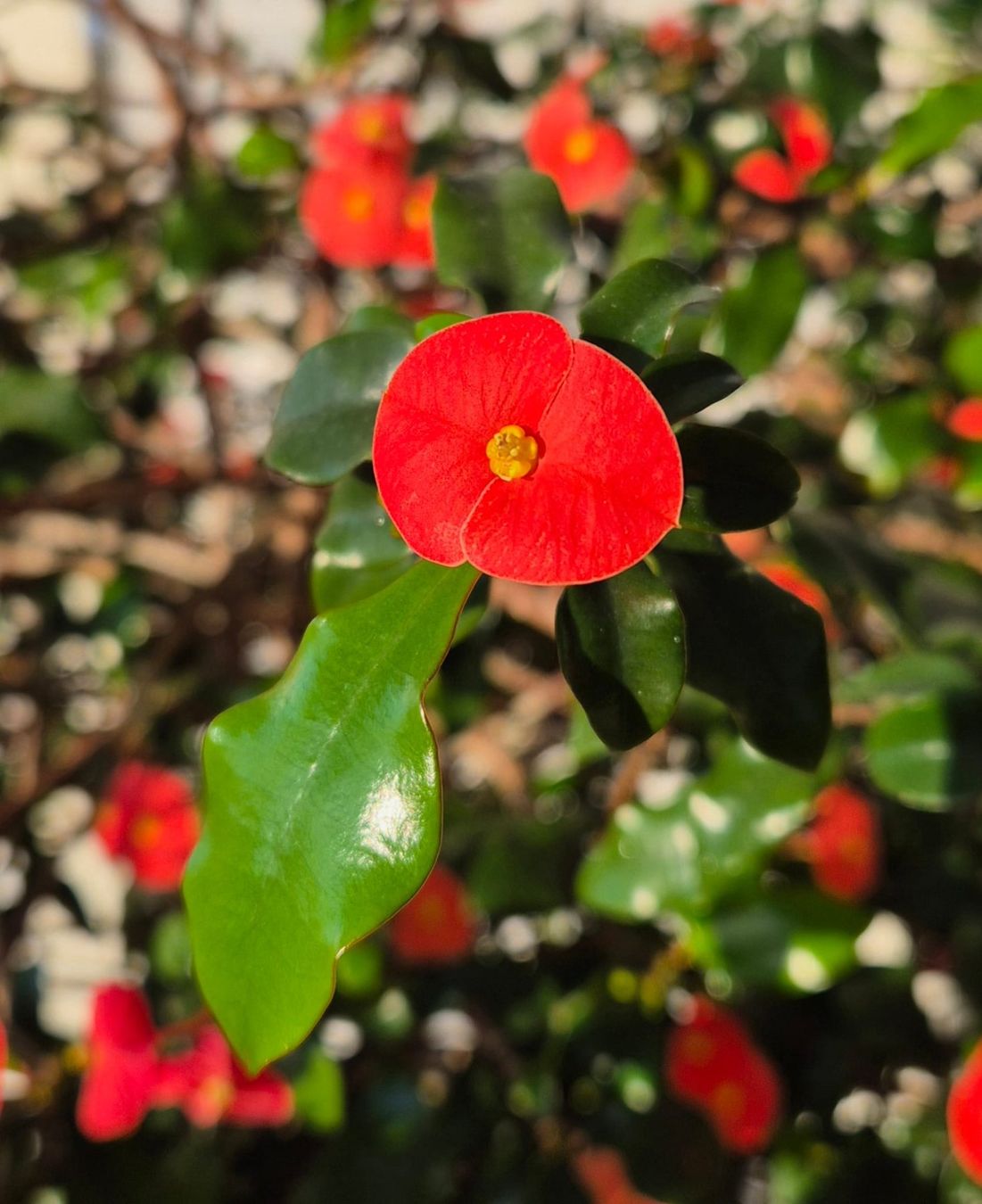 Piante & sementi: Euphorbia geroldii – Nuovo (secondo la descrizione) da Hünenberg venduto da Hans058 2