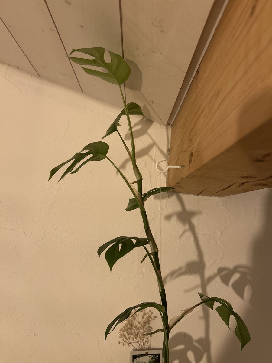 Piante & sementi: Monstera Minima, Steckling – Nuovo (secondo la descrizione) da Ehrendingen venduto da Simon_Cu_ 1