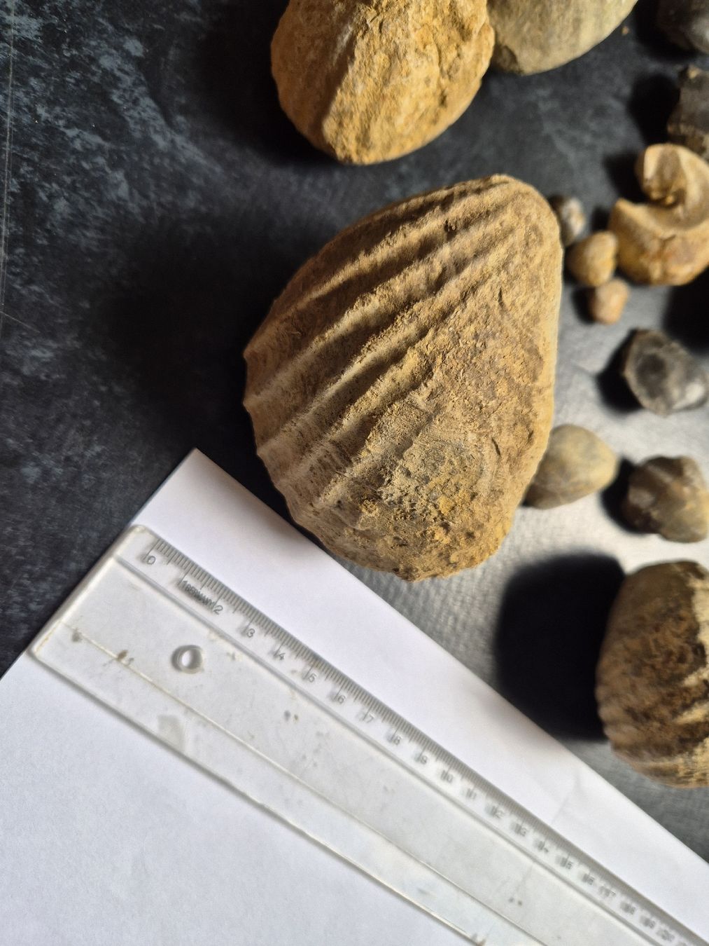 Fossiles: Diverse Fossilien  – D'occasion à Balsthal par Yukon_88 3