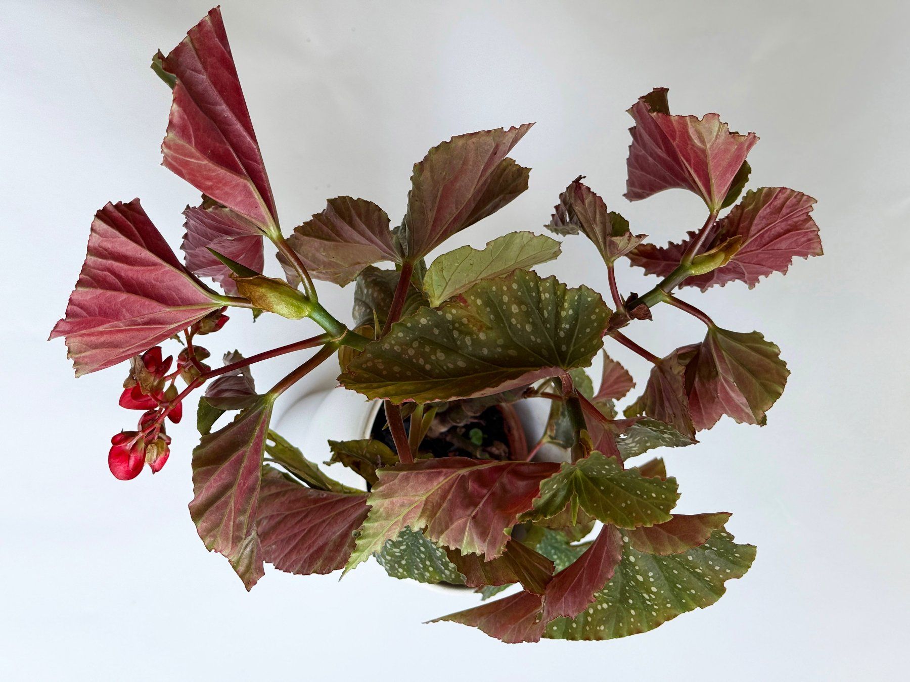 Plantes & graines: Begonia*Lucerna/Corallina***** – Neuf (Voir description) à Dübendorf par Orchid18 2