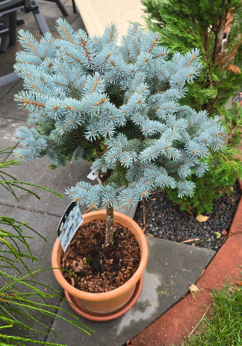 Pflanzen & Samen: Picea pungens 'Glauca Globosa Stämmchen – Neu (gemäss Beschreibung) aus Aarburg von popkorn65 5