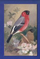 OISEAU - Bouvreuil