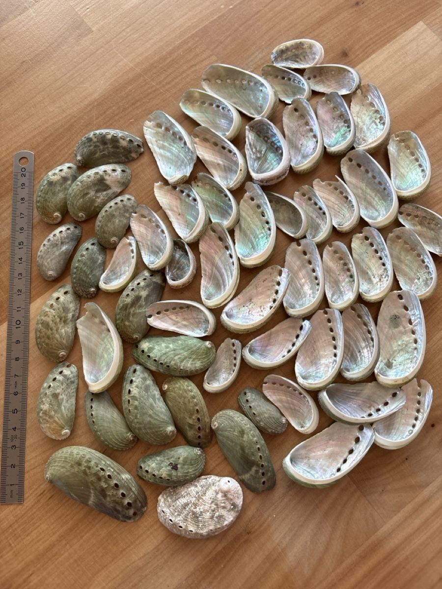 Tutte le decorazioni: Muscheln mit Perlmutt – Usato da Rümlang venduto da baselsale1