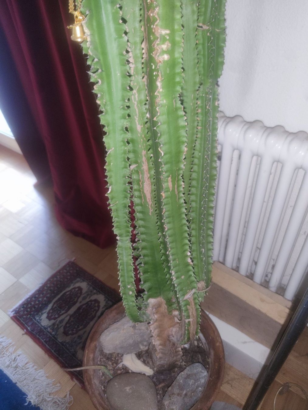 Pflanzen & Samen: Euphorbia ingens – Gebraucht aus Menziken von Seville93 2