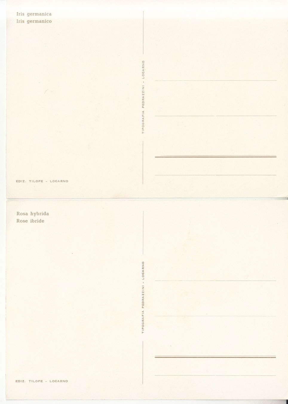 Cartoline postali: Blumen ca. 1970, 4 Stk – Usato da Bürglen TG venduto da StampGraf 4
