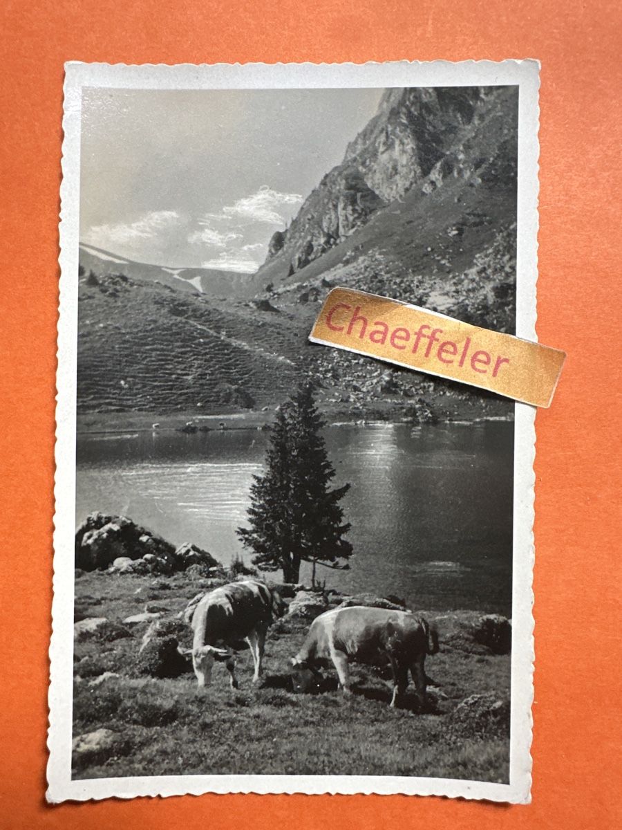 Cartoline postali: Seeberg-See – Usato da Zürich venduto da Chaeffeler