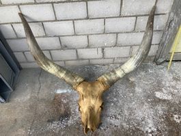 Watussirind Trophäe