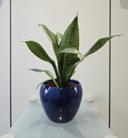 Pflanze Sansevieria / Bogenhanf 35 cm inklusive Keramiktopf