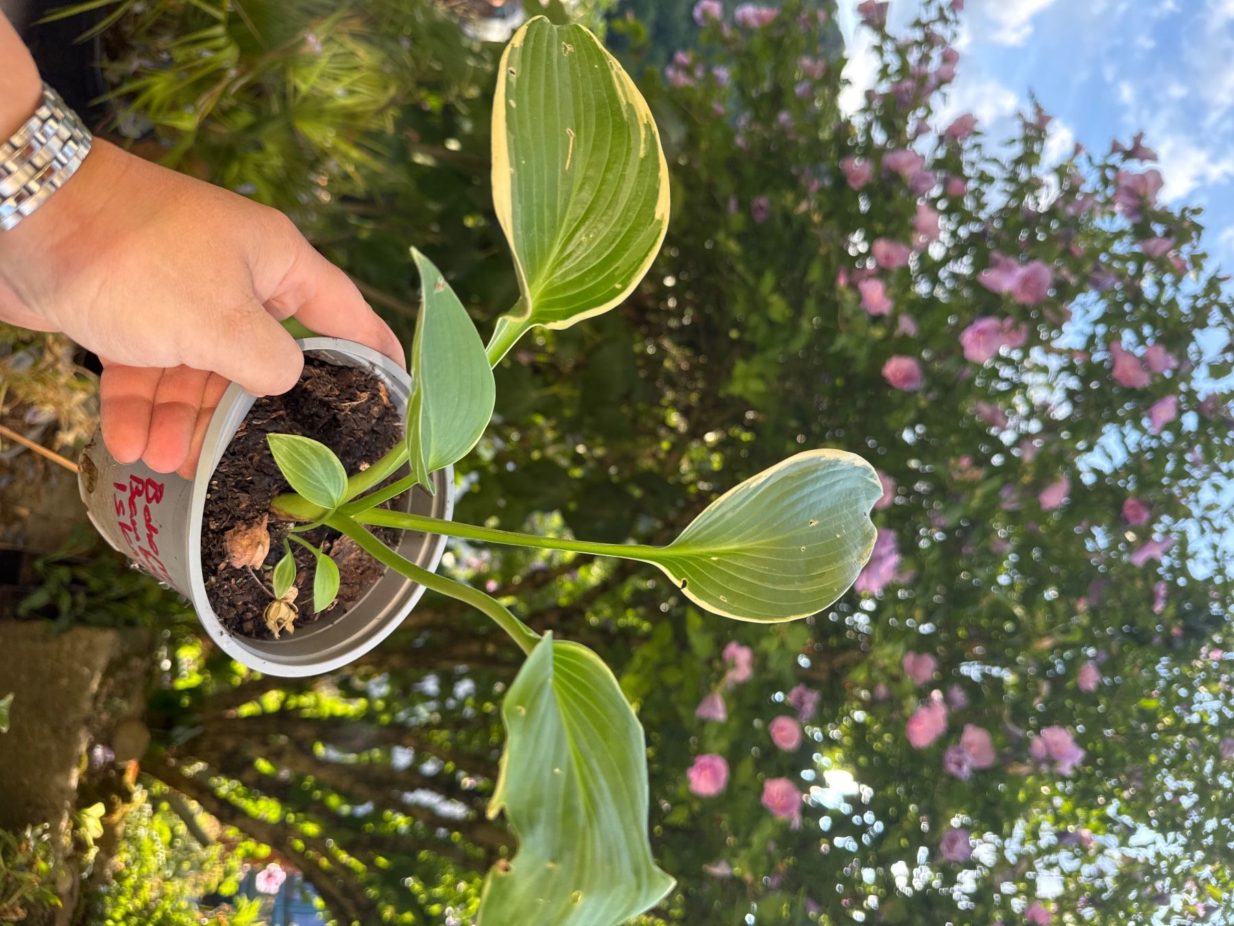 Pflanzen & Samen: Hosta Bohemia Bamboo Island – Gebraucht aus Lajoux JU von Briard0 1