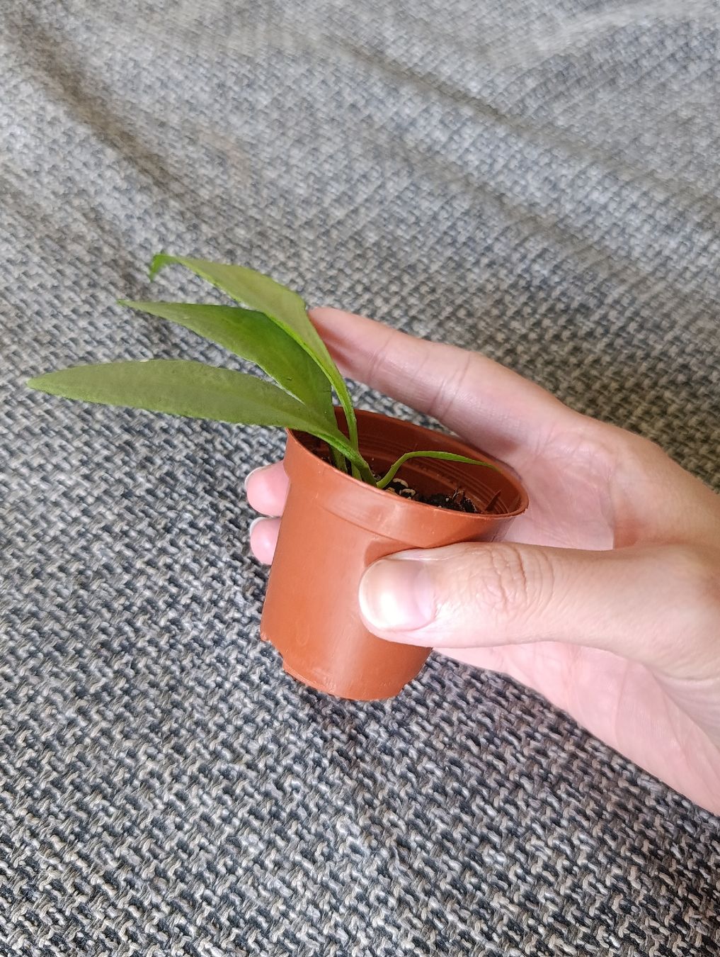 Pflanzen & Samen: Hoya Nicholsoniae New Guinea Ghost – Neu (gemäss Beschreibung) aus Baar von L.isa28 2