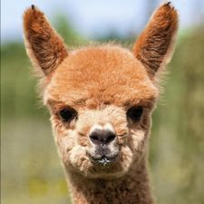 Profile image of AlpakaHunter1