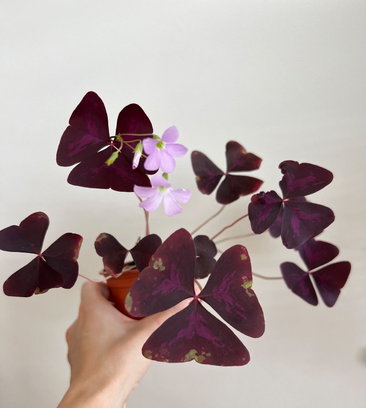 Pflanzen & Samen: Oxalis Triangularis, Roter Glücksklee – Gebraucht aus Glattpark(Opfikon) von ste_n99y