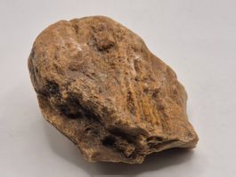 Fossile versteinerte Koralle – roh, (474)