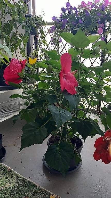 Pflanzen & Samen: Hibiskus Busch  – Gebraucht aus Rothrist von tro_567r 1