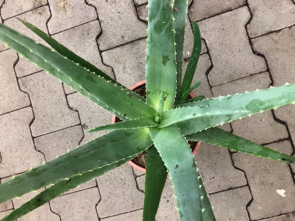 Zierpflanze XXL 5060 cm ↕ ALOE VERA Kaufen auf Ricardo