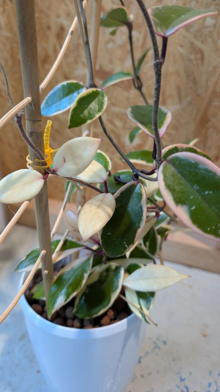 Piante & sementi: Hoya Flamingo Dream – Usato da Untervaz venduto da Lyraia 3