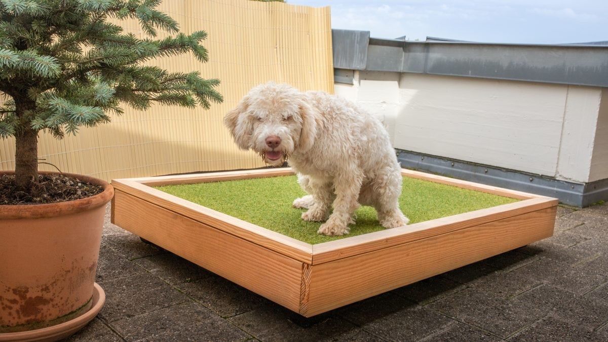 WC: Hunde-WC – Gebraucht aus Konolfingen von Purech34 1