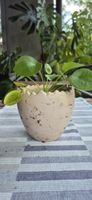 Pianta Pilea peperomioides in vaso beige forma uovo.