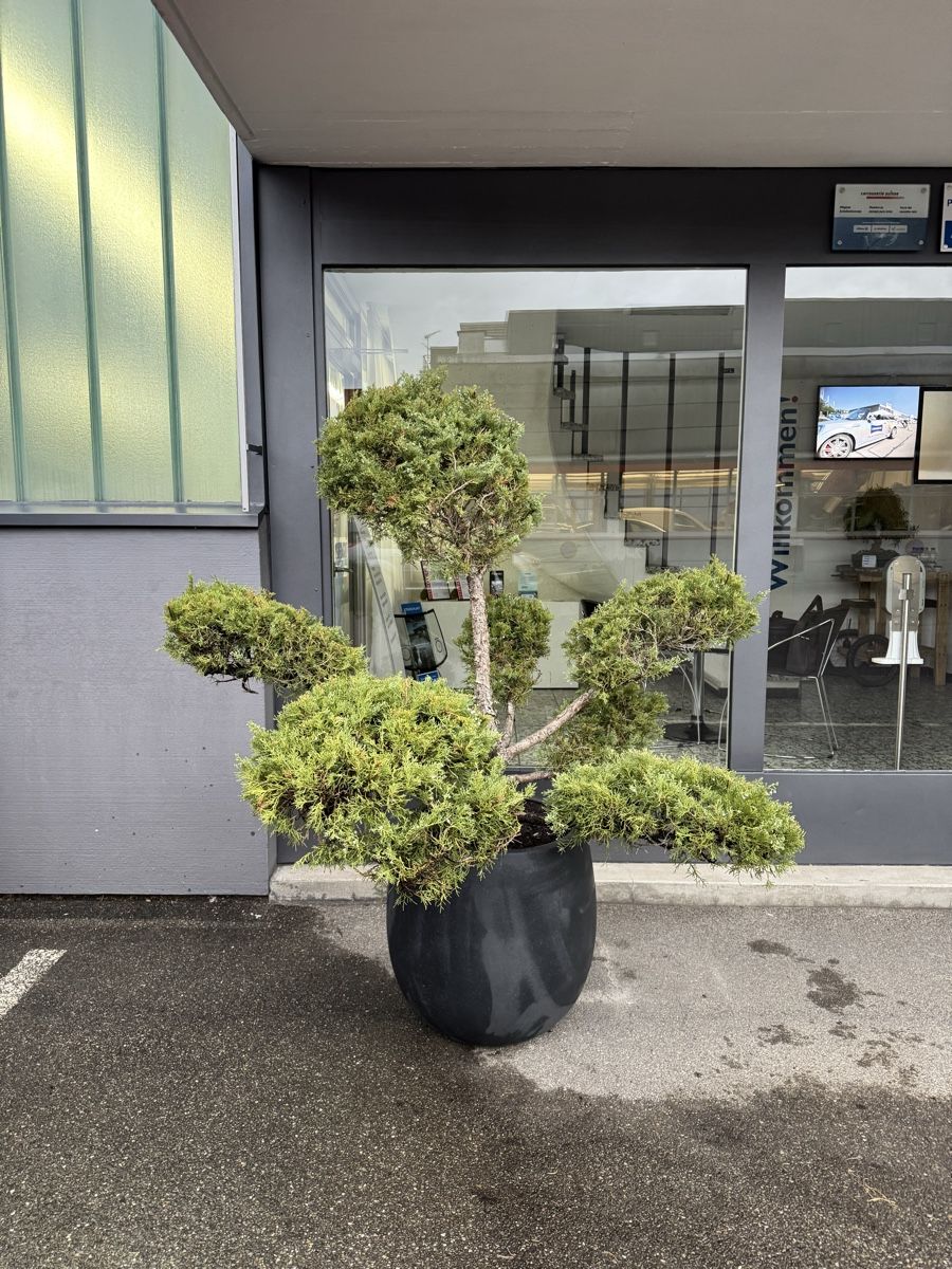 Piante & sementi: Grosser Garten Bonsai Juniperus/Wacholder – Usato da Rümlang venduto da Gruseh.ch 2