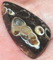 Cabochon L-1187 – Turritella Achat Fossil – 25x15mm