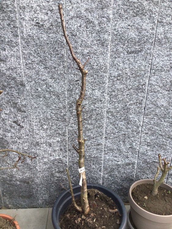Mini Kirsche/ Zwergkirschbaum vom Gartencenter Zulauf Kaufen auf Ricardo