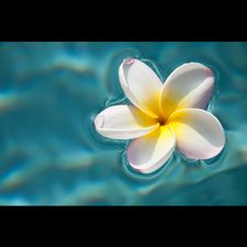 Profile image of Hawaii007