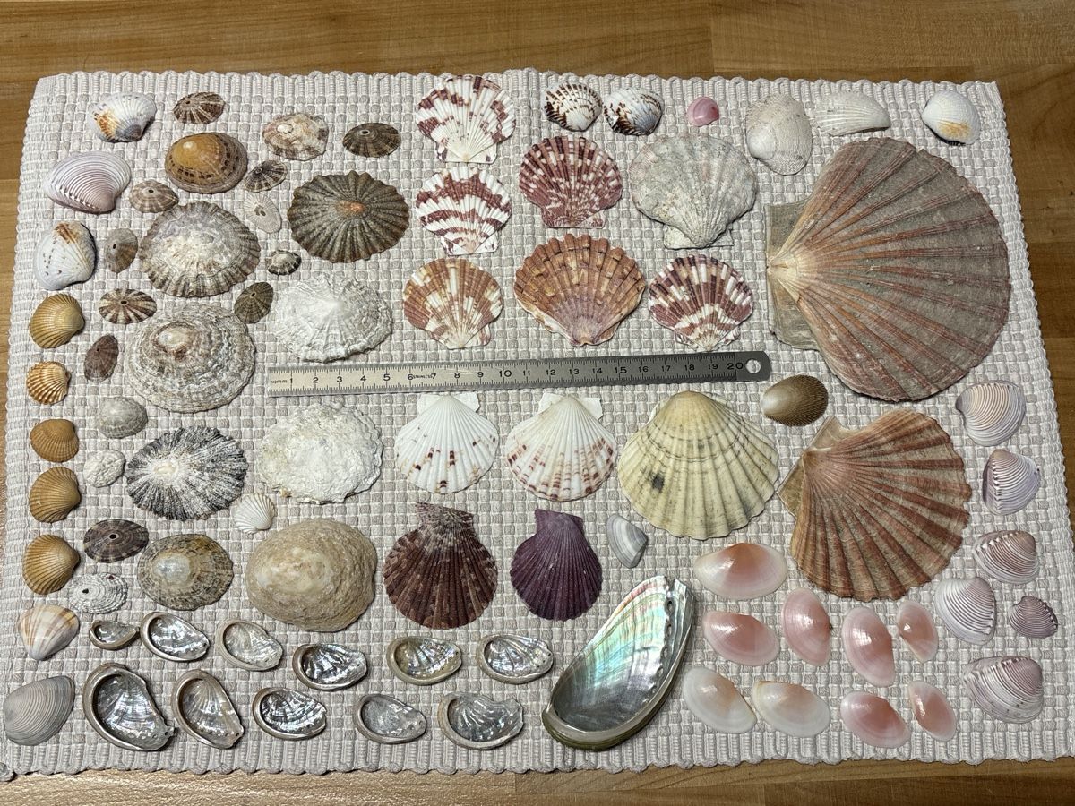 Tutte le decorazioni: Muschel Sammlung Dekoration – Usato da Rümlang venduto da resale35
