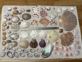 Muschel Sammlung Dekoration