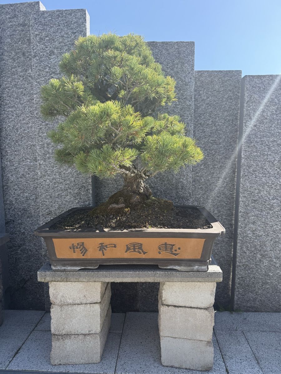 Piante & sementi: Wunderschöner Bonsai Baum, gepflegt, ein echter Hingucker! – Usato da Bachenbülach venduto da auersandra