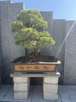 Wunderschöner Bonsai Baum, gepflegt, ein echter Hingucker!