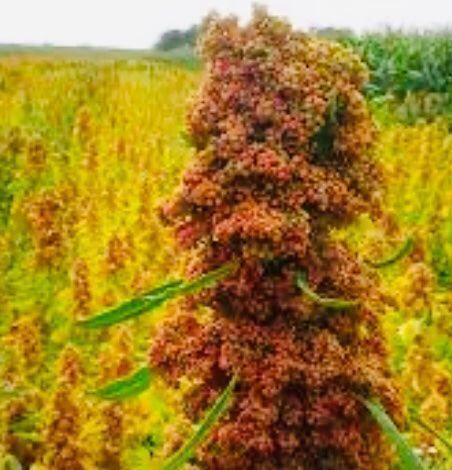 Piante & sementi: 100 SAMEN GRAINES SEMI SEEDS Quinoa – Nuovo e nell'imballaggio originale da Rovio venduto da POSITIFFARTandPLANTS 7