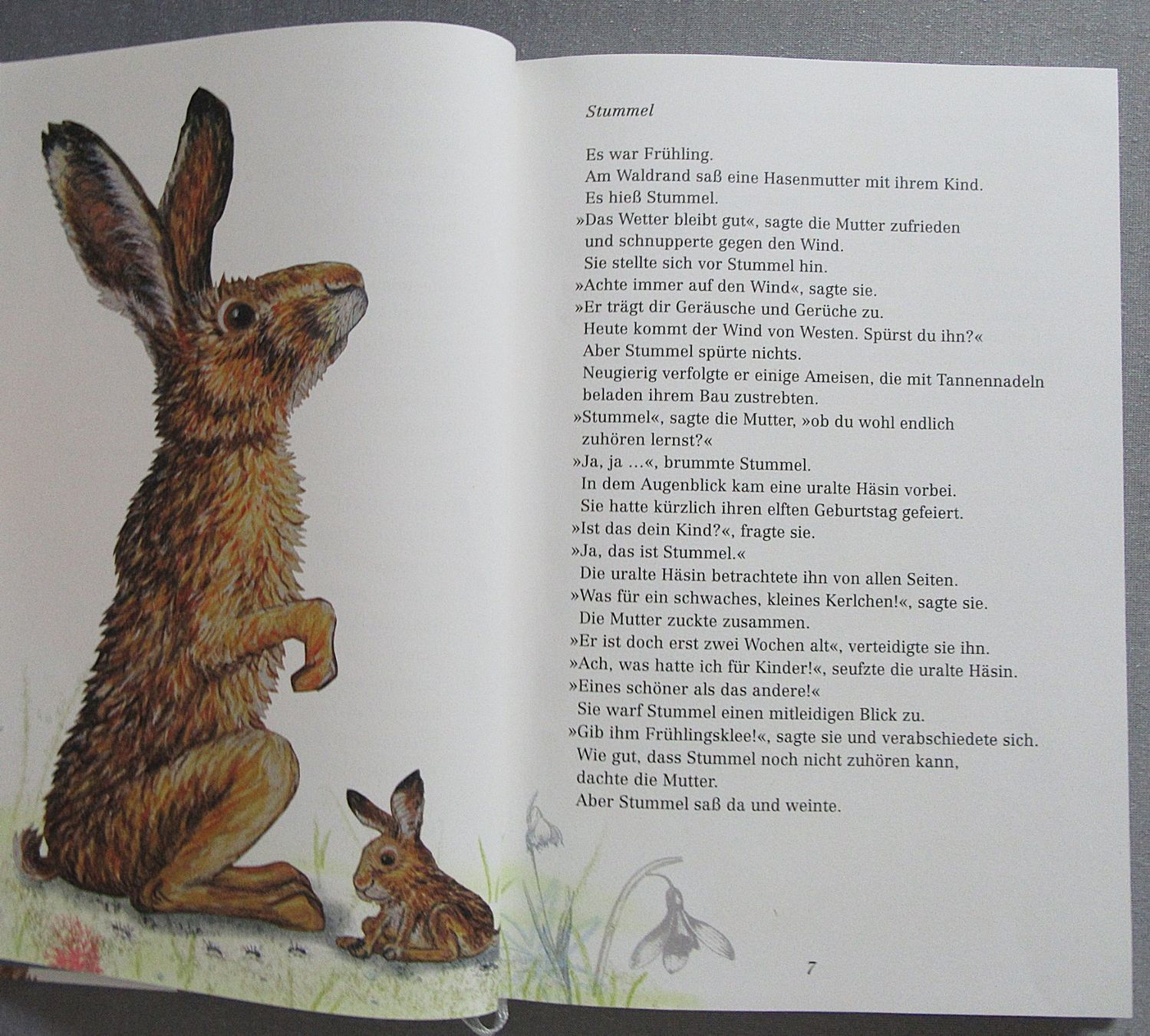 Bücher: Stummel - ein Hasenkind wird gross - von Max Bolliger – Gebraucht aus Auenstein von Padabimbim 3