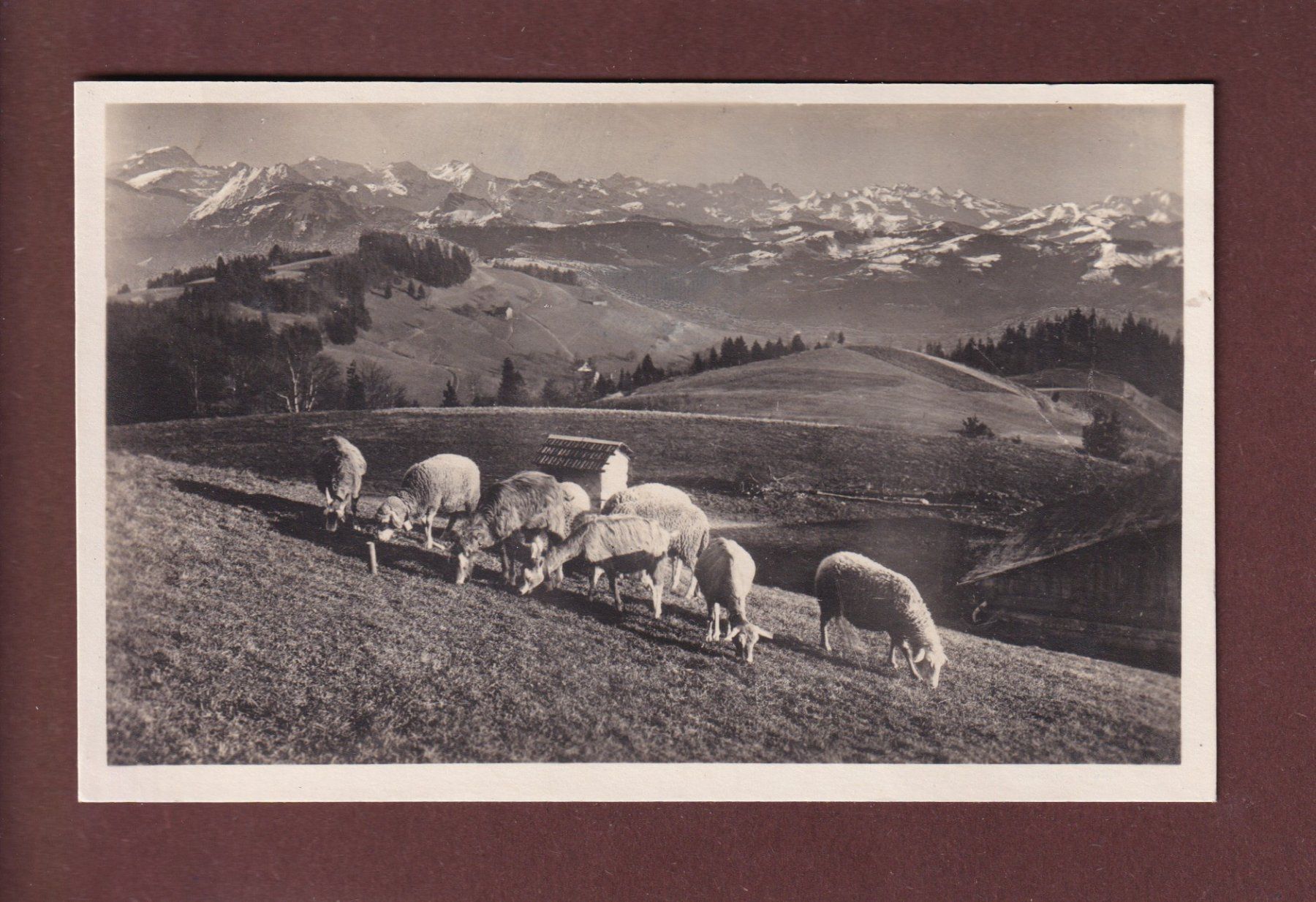 Ansichtskarten: BACHTEL-KULM - Schafherde - 1923 – Gebraucht aus Pully von nicecards