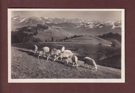 BACHTEL-KULM - Schafherde - 1923